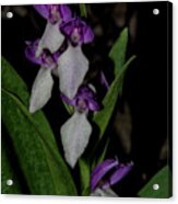 Showy Orchid Acrylic Print