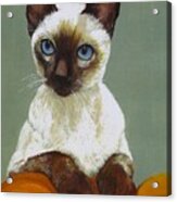 Siamese Cat Acrylic Print
