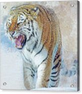 Siberian Tiger In Snow Acrylic Print