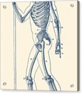 Side View Skeletal Diagram - Vintage Anatomy Poster Acrylic Print