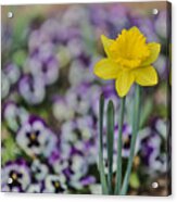 Signs Of Spring Acrylic Print