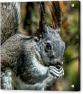 Silver Abert's Squirrel Close-up Acrylic Print