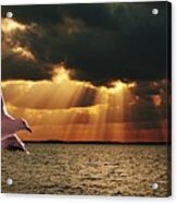 Silver Gull And God Clouds - Sunset At Sea.original East Australian Photo Art. Acrylic Print