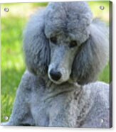 Silver Standard Poodle Acrylic Print