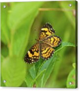 Silvery Checkerspot Butterfly Acrylic Print