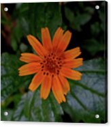 Singapore Or Creeping Daisy Acrylic Print