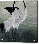Singing Cranes Acrylic Print