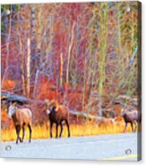 Single File For Safety Acrylic Print