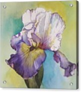 Single Iris Acrylic Print