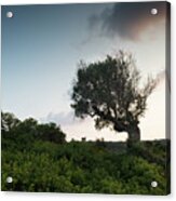 Single Lonely Olive Tree In The Field During Sunset. Acrylic Print