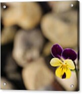 Single Pansy Acrylic Print