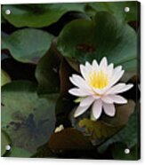 Single White Pristine Lotus Lily Acrylic Print