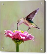 Sipping From A Fountain Acrylic Print