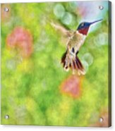 Sir Ruby Throat - Hummingbird Acrylic Print