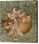 Six Kittens Acrylic Print