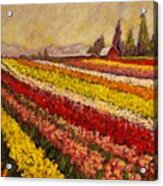 Skagit Valley Tulip Field Acrylic Print