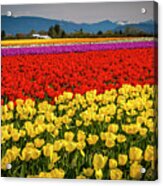 Skagit Valley Tulips Acrylic Print