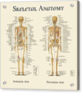 Skeletal Anatomy Acrylic Print