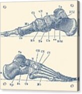 Skeletal Foot Diagram - Dual View - Anatomy Print Acrylic Print