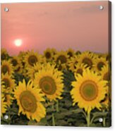 Skn 2179 Sunflower Landscape Acrylic Print