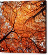 Sky Roots In Forest Red Acrylic Print