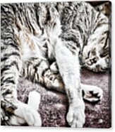 Sleeping Cat Acrylic Print
