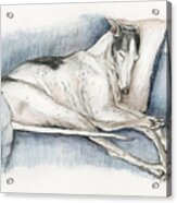 Sleeping Greyhound Acrylic Print