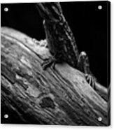 Sleeping Lizard Acrylic Print