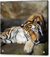 Sleeping Tiger Acrylic Print