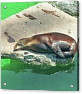 Sea Lion On A Rock Acrylic Print