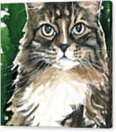 Sly / Fluffy Tabby Cat Portrait Acrylic Print