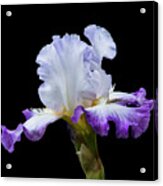 Small Purple And White Iris Acrylic Print