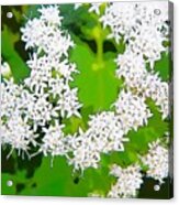 Small White Flowers Acrylic Print