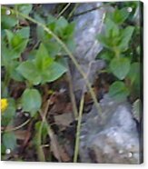 Small Yellow Flower Among Stones And Leaves Acrylic Print