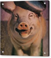 Smiling Pig Acrylic Print