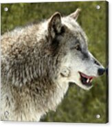 Smiling Wolf Acrylic Print