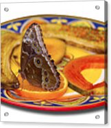 Snacking Butterfly Acrylic Print