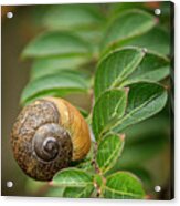 Snail On A Branch Acrylic Print