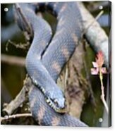 Snakes In The Trees Acrylic Print