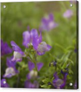 Snap Dragons Acrylic Print