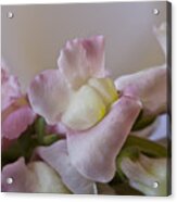 Snapdragons In Pink Acrylic Print