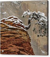 Snow Covered Pine In Zion Natl Park Acrylic Print