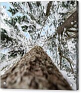 Snow Covered Trees 4 Acrylic Print