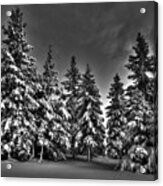 Snow Covered Trees Bw Acrylic Print