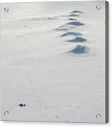 Snow Drifts Acrylic Print