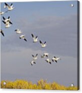 Snow Geese In Flight Acrylic Print