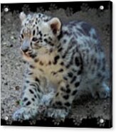 Snow Leopard Cub Paws Border Acrylic Print