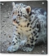 Snow Leopard Cub Acrylic Print