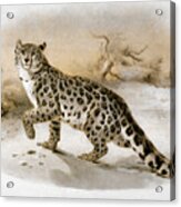 Snow Leopard Acrylic Print