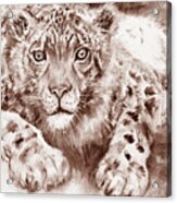 Snow Leopard In Sepia Acrylic Print